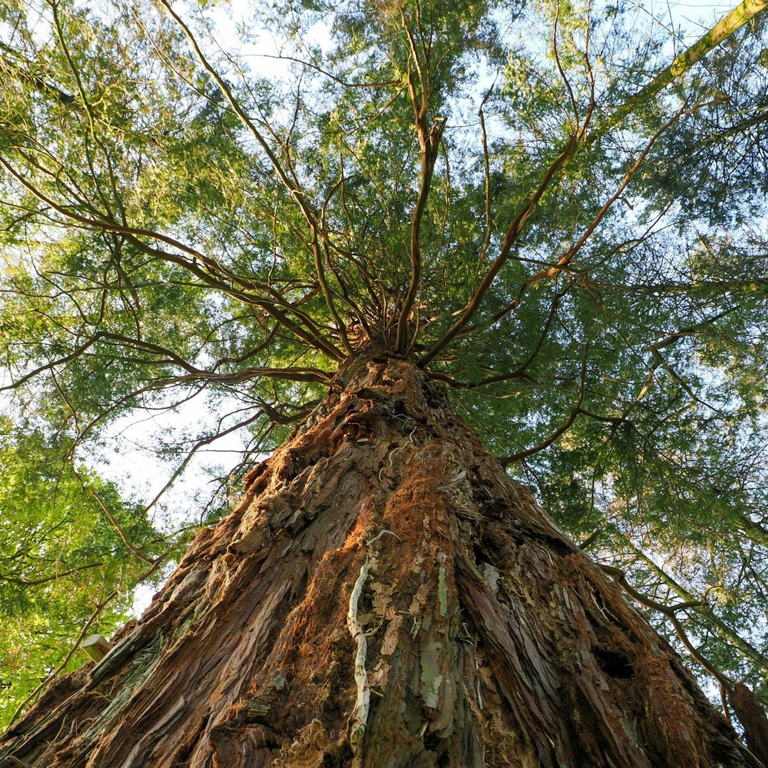Hyperion est l'arbre le plus haut du monde, mesurant plus de 115 mètres.