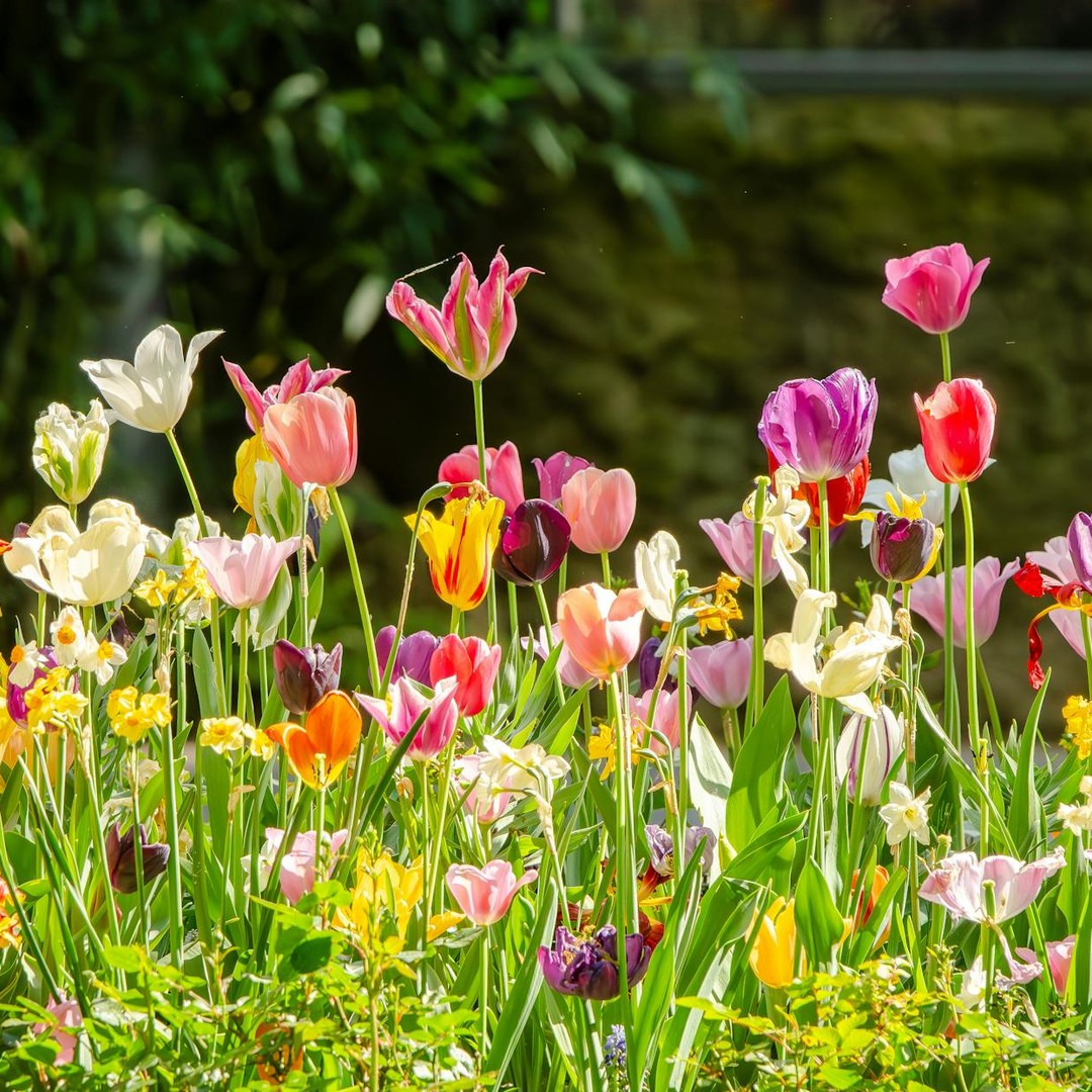 Certaines fleurs peuvent changer de couleur après avoir été pollinisées.
