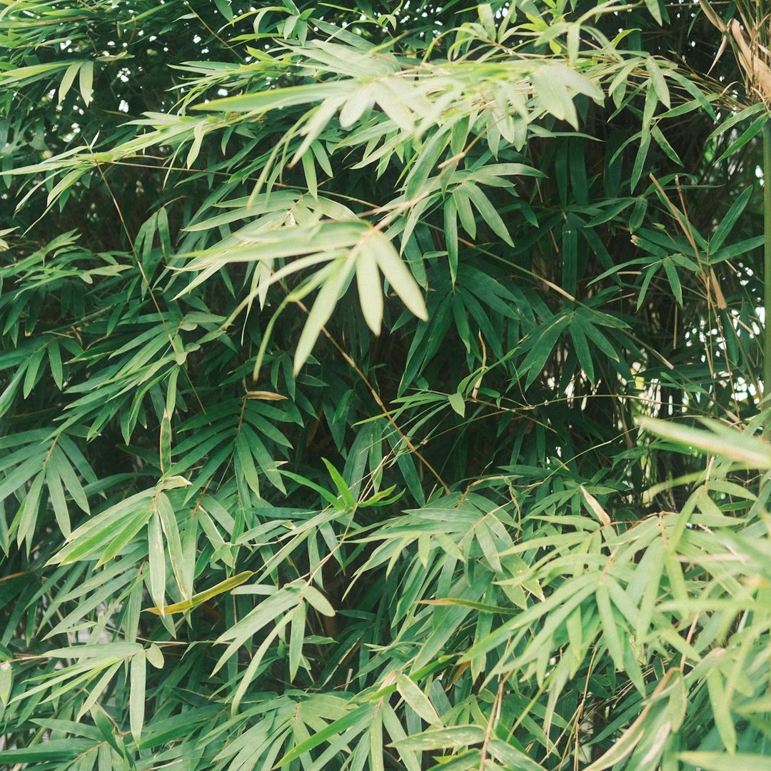 Le bambou libère 35 % d'oxygène de plus que les arbres à volume égal.