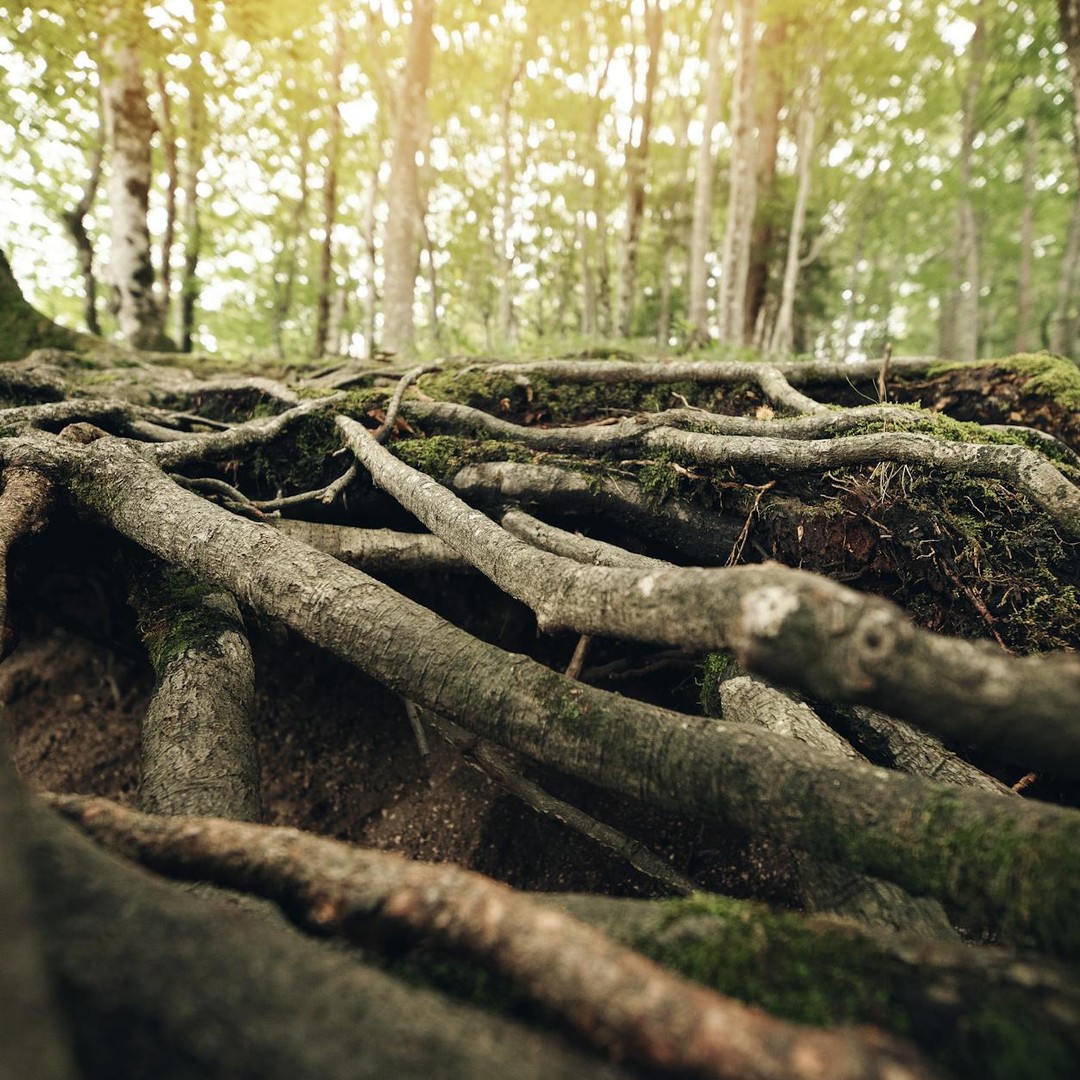 Les arbres peuvent échanger des signaux et des ressources via des réseaux de champignons, mais le « Wood Wide Web » reste à nuancer.