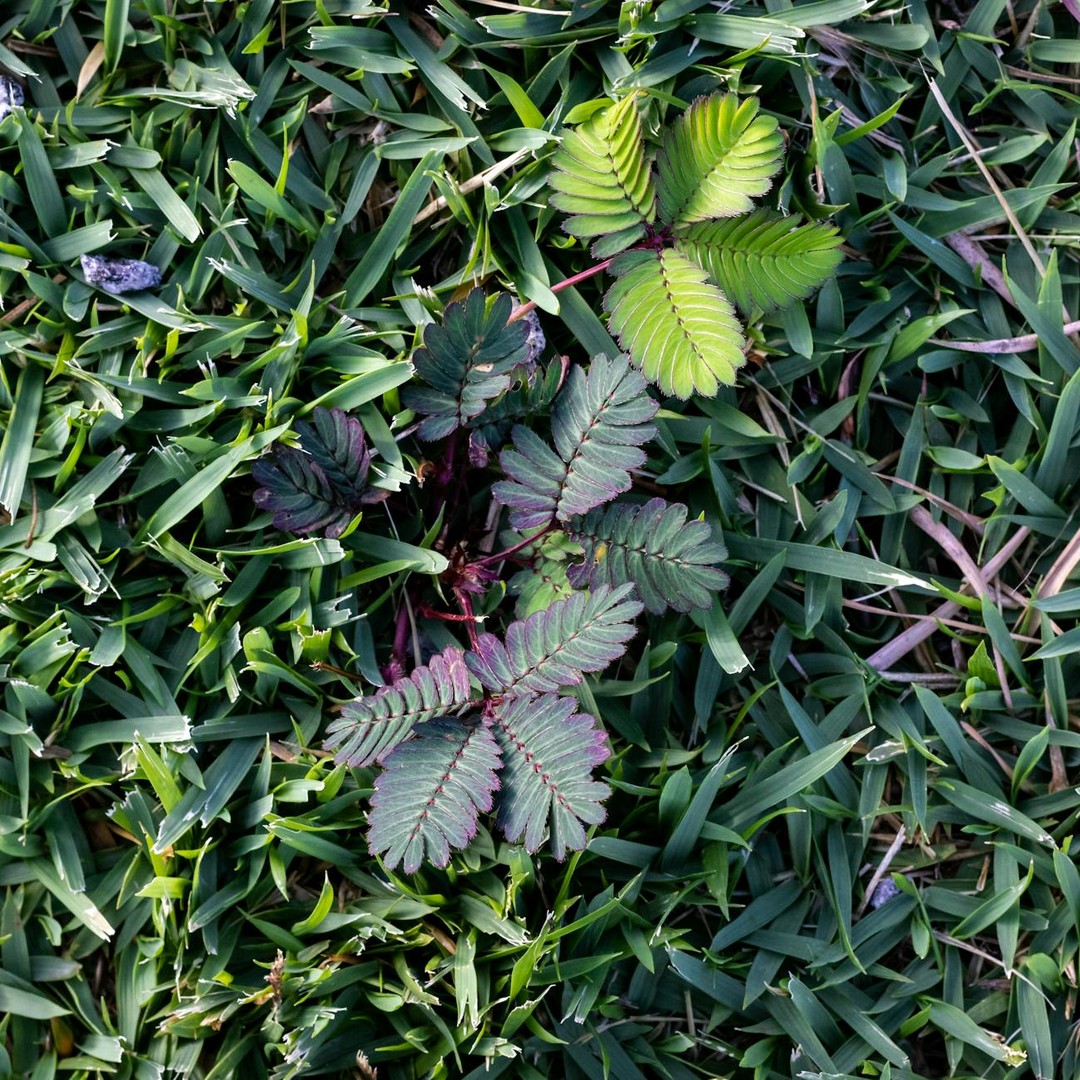 Certaines plantes sont capables de 'dormir' en repliant leurs feuilles la nuit.