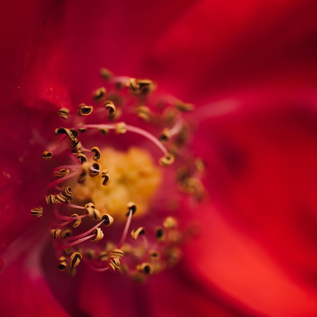 Le pollen peut voyager sur des milliers de kilomètres grâce aux courants aériens.