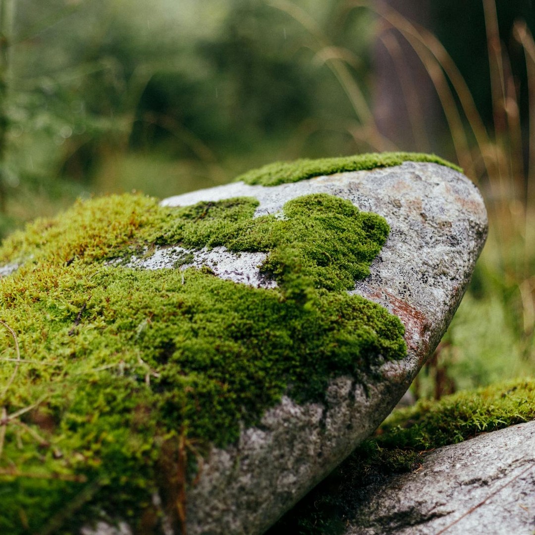 Les mousses sont parmi les plantes les plus résilientes, capables de revivre après avoir été totalement desséchées.