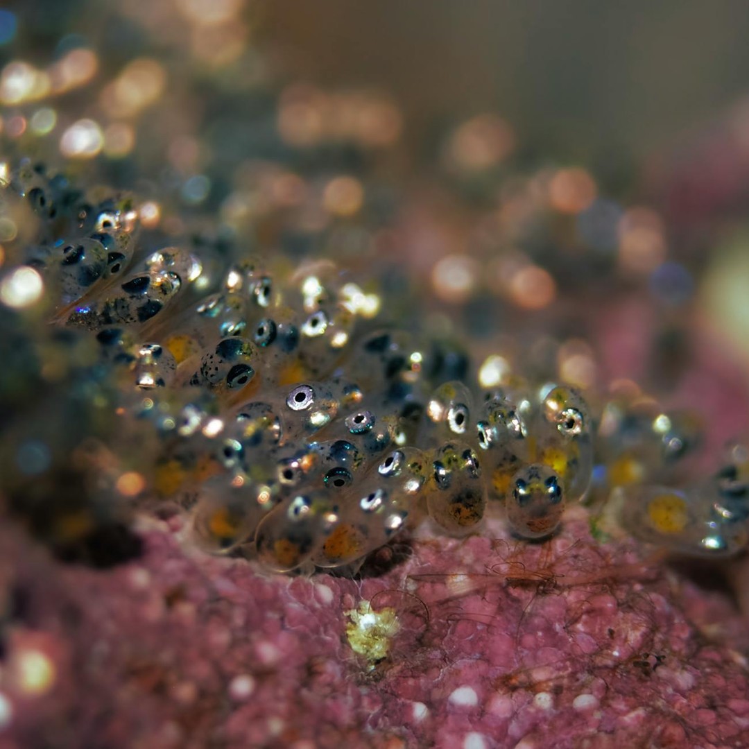 La reproduction synchronisée du corail est l'un des plus grands spectacles naturels au monde.