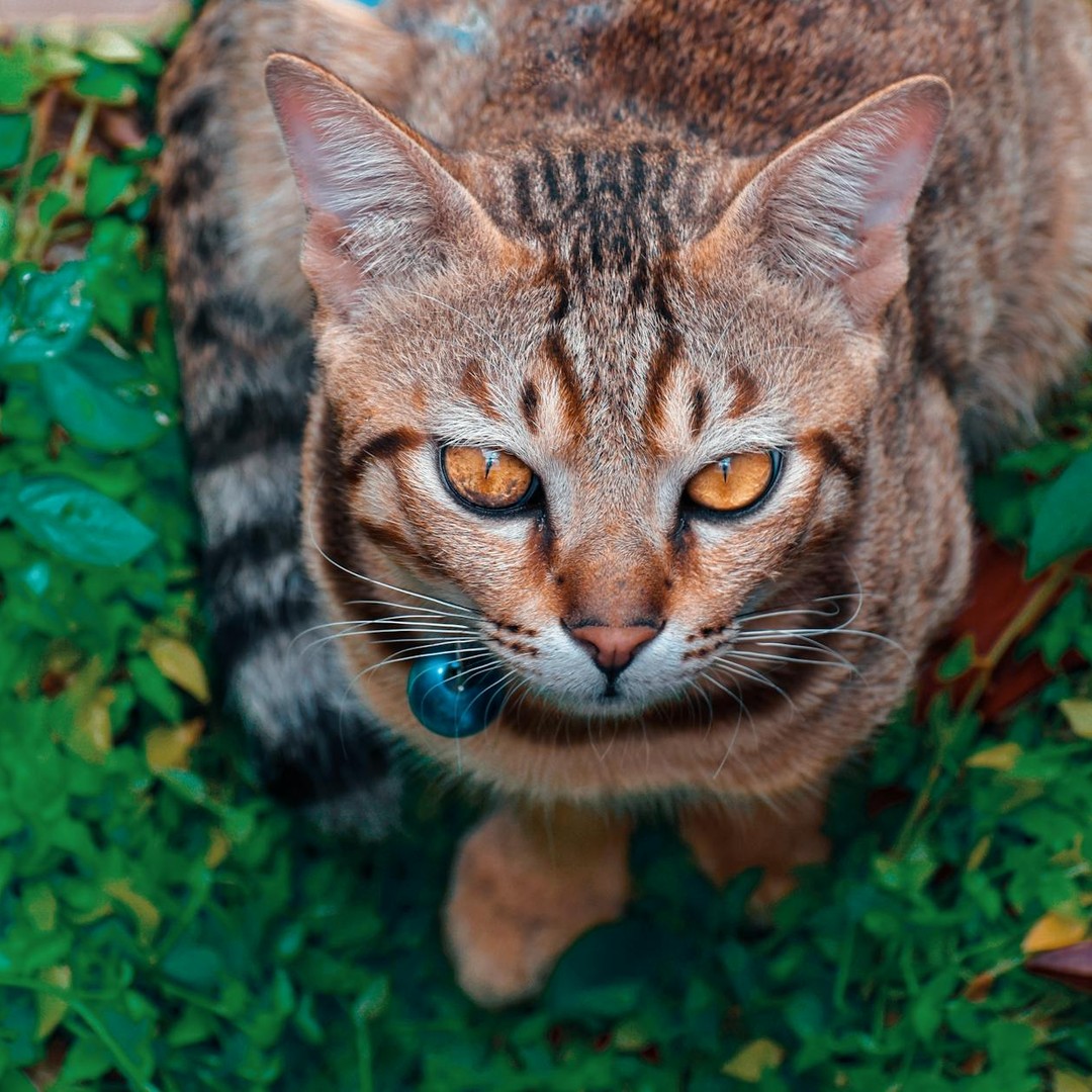 Les chats et les humains partagent beaucoup de gènes homologues.
