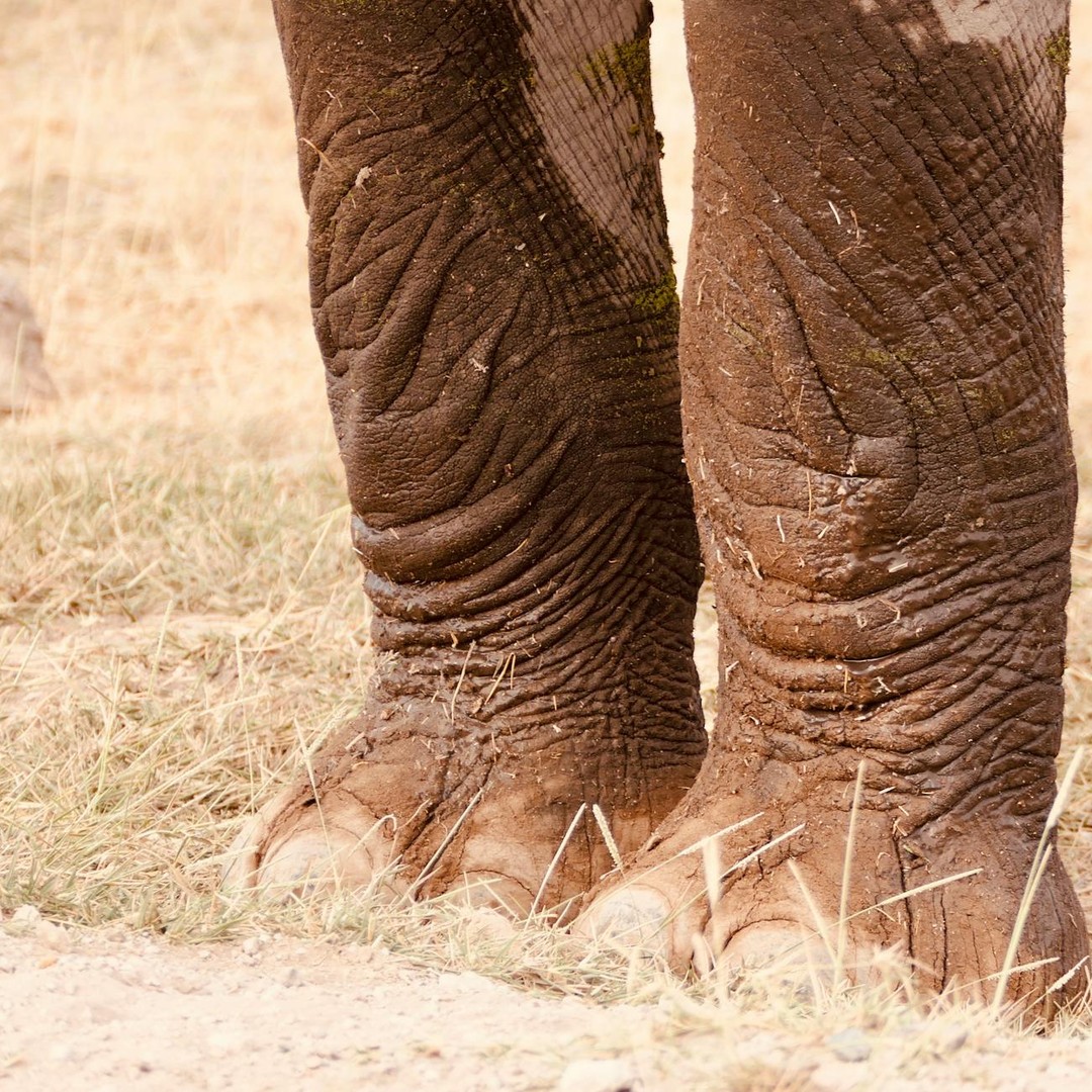 Les éléphants utilisent leurs pieds pour entendre.
