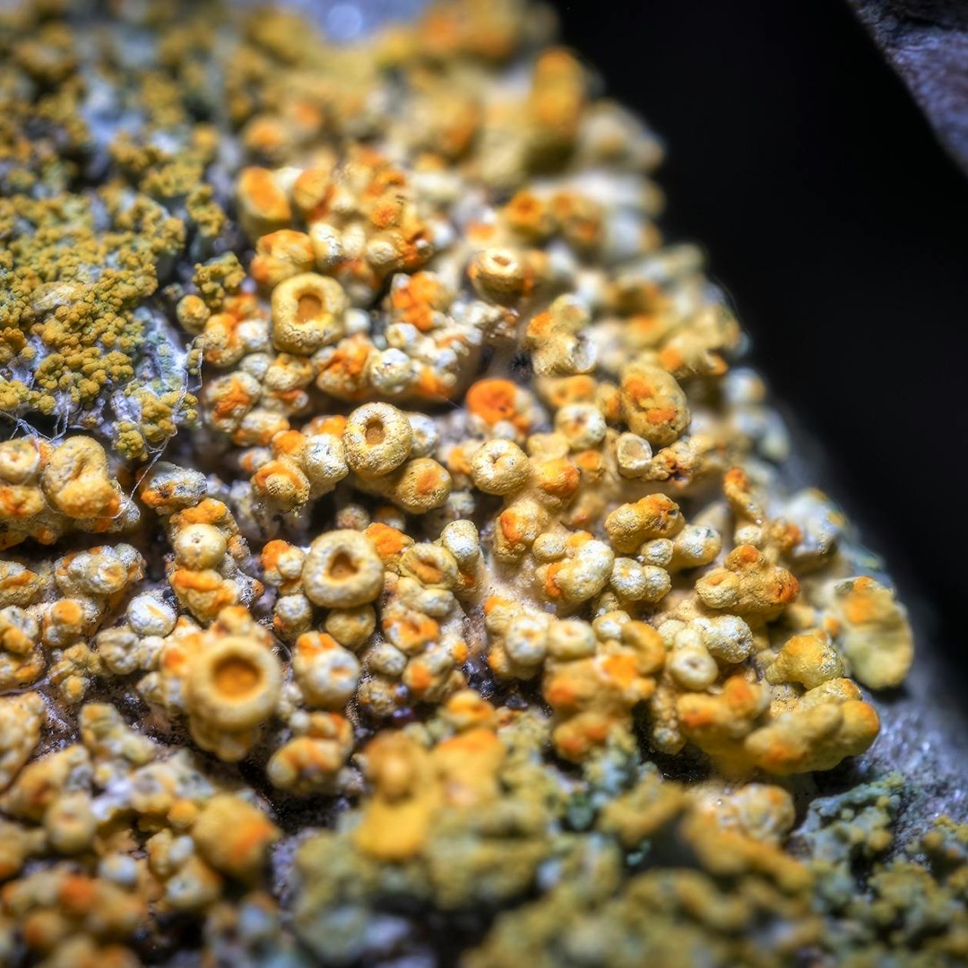 Il existe des algues qui peuvent vivre et se multiplier à l'intérieur de la roche.