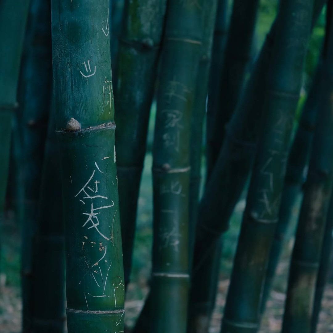 Le bambou est techniquement une herbe géante et non un arbre.