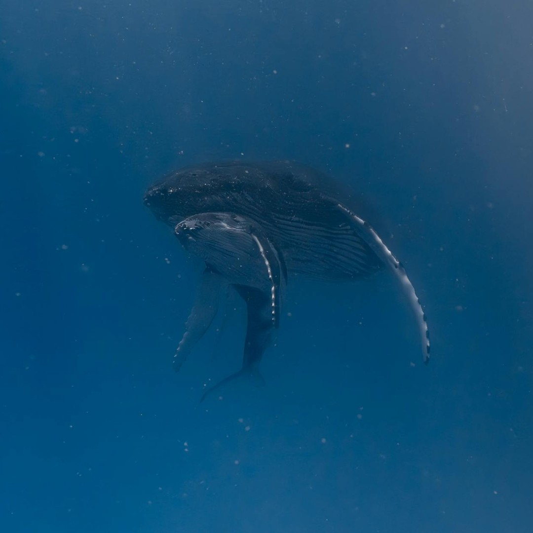 Le cœur d'une baleine bleue est si gros qu'un être humain pourrait nager dans ses artères.