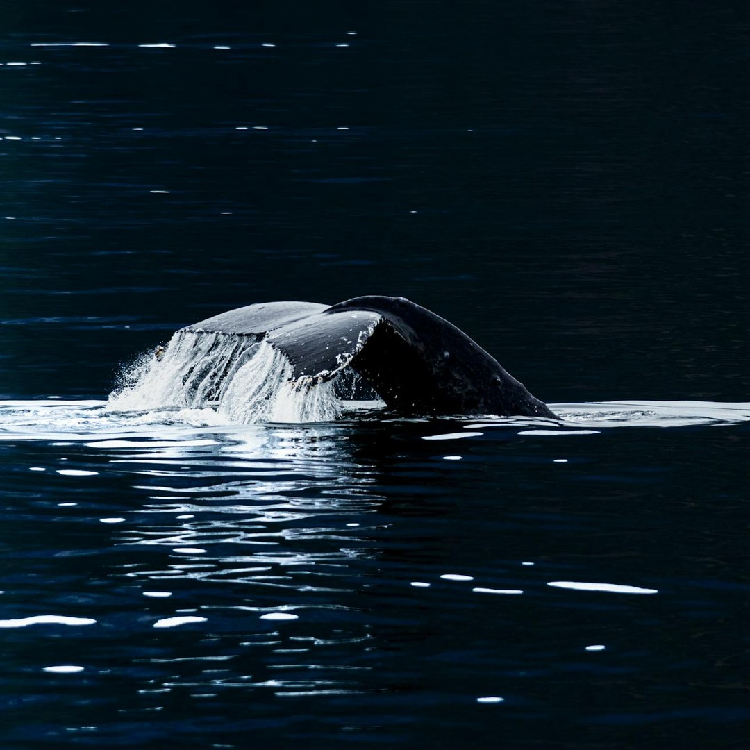 Certaines baleines peuvent retenir leur respiration pendant plus de deux heures.
