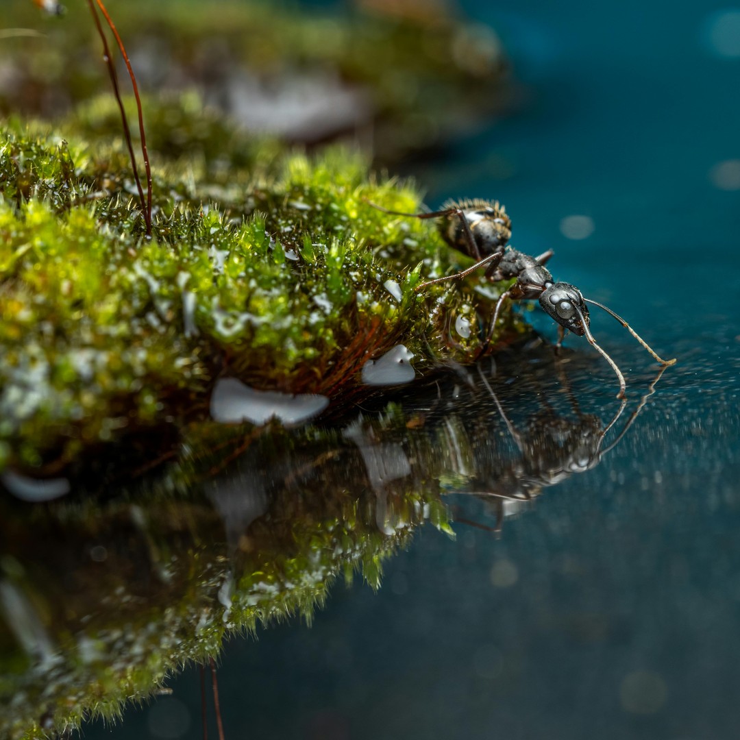 Les fourmis de feu créent des radeaux vivants pour survivre aux inondations.