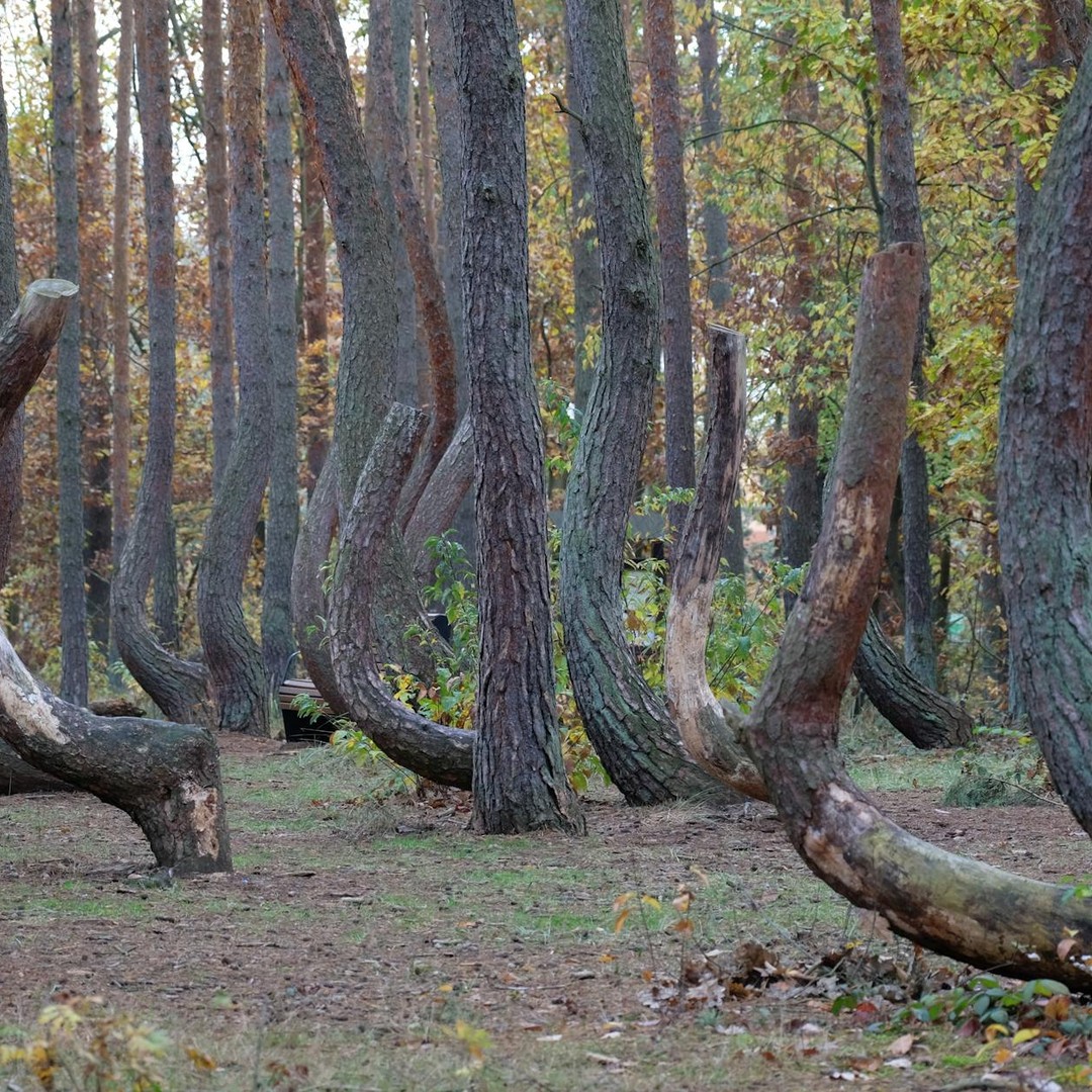 La Forêt tordue en Pologne compte 400 pins qui ont tous une mystérieuse courbure à 90 degrés.