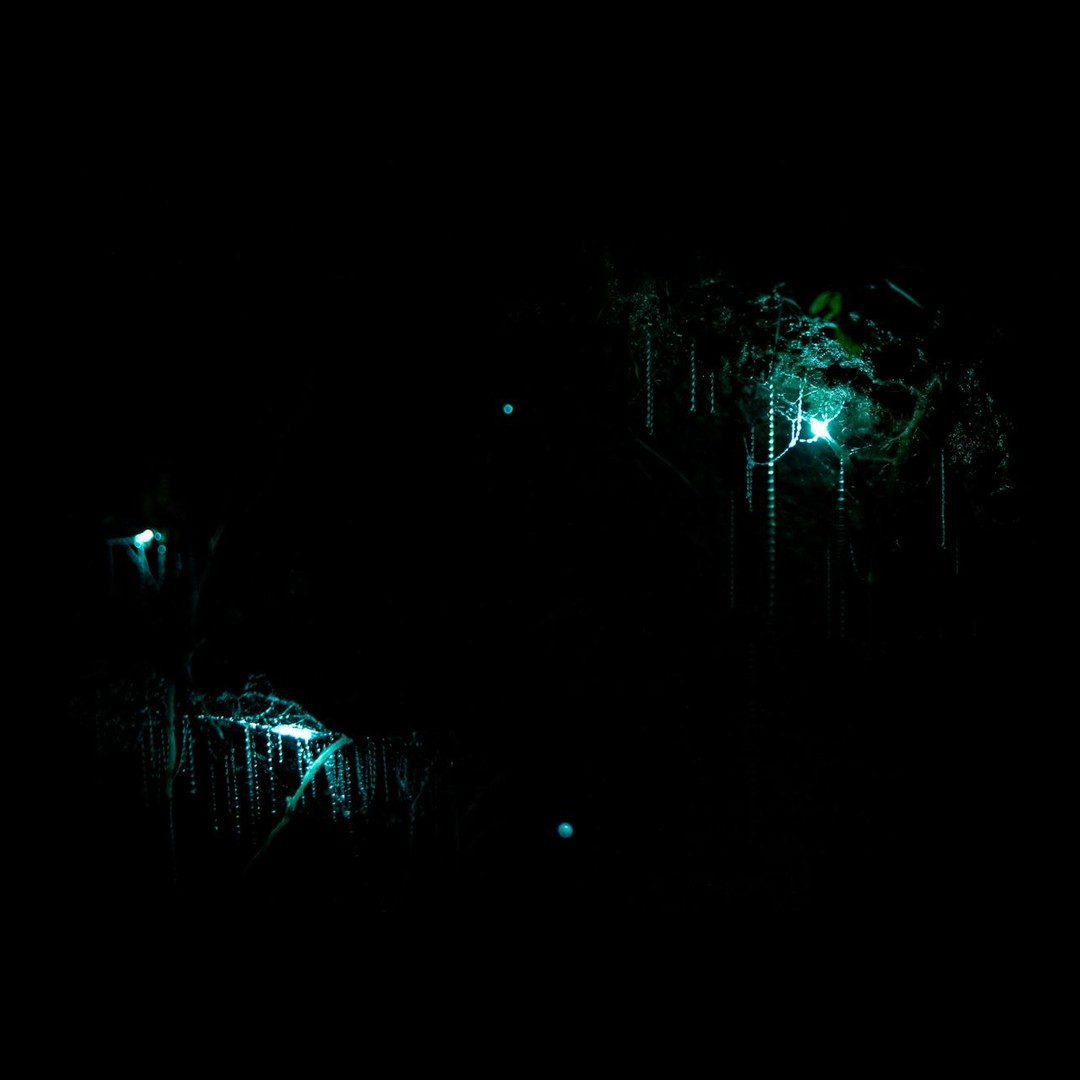 Les grottes de Waitomo en Nouvelle-Zélande sont illuminées par des milliers de vers luisants.