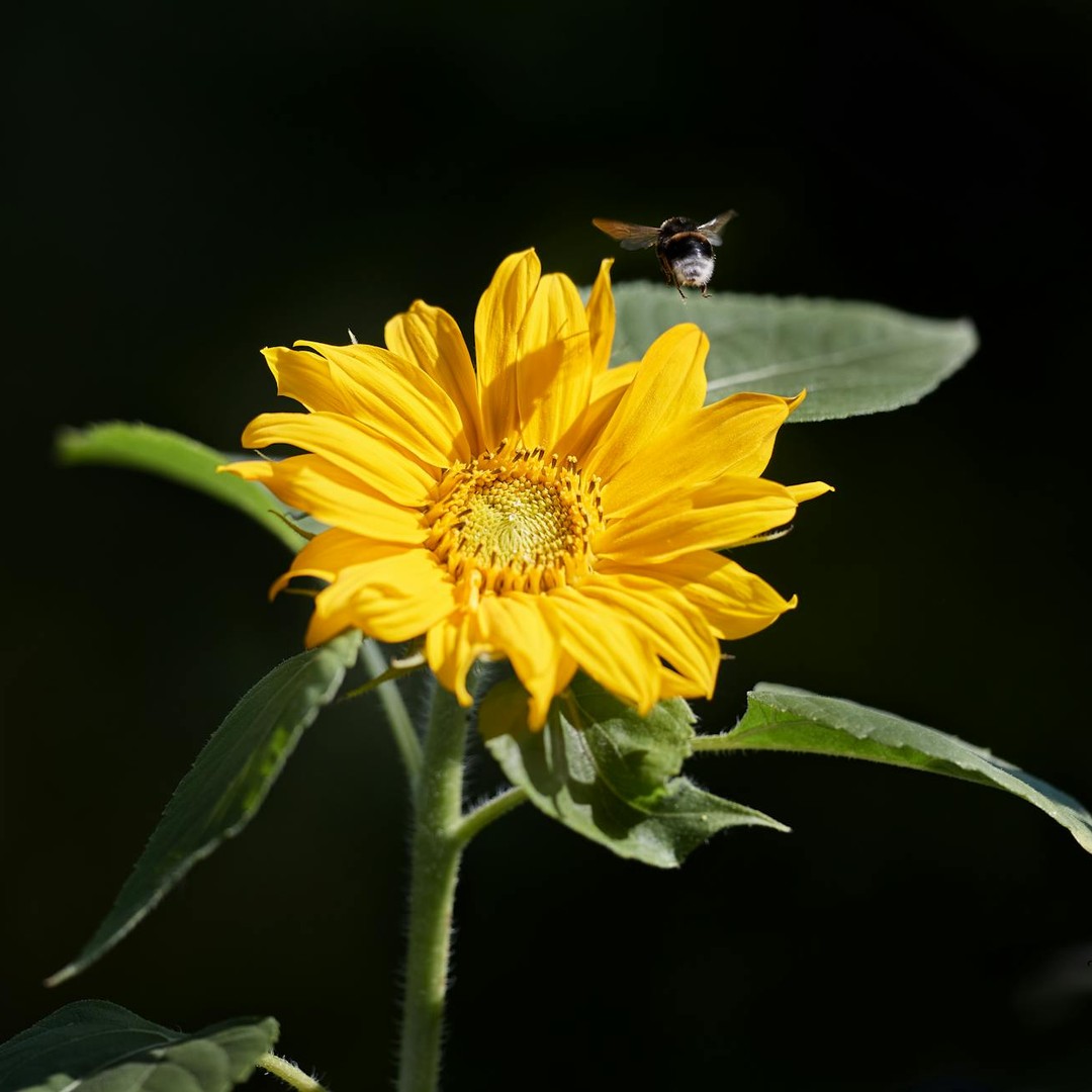 Certaines plantes peuvent générer de l'électricité pour attirer les insectes pollinisateurs.