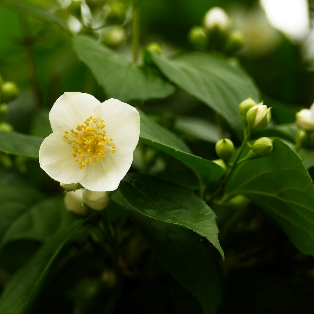 Les fleurs libèrent davantage de parfum à certains moments de la journée pour attirer des insectes spécifiques.