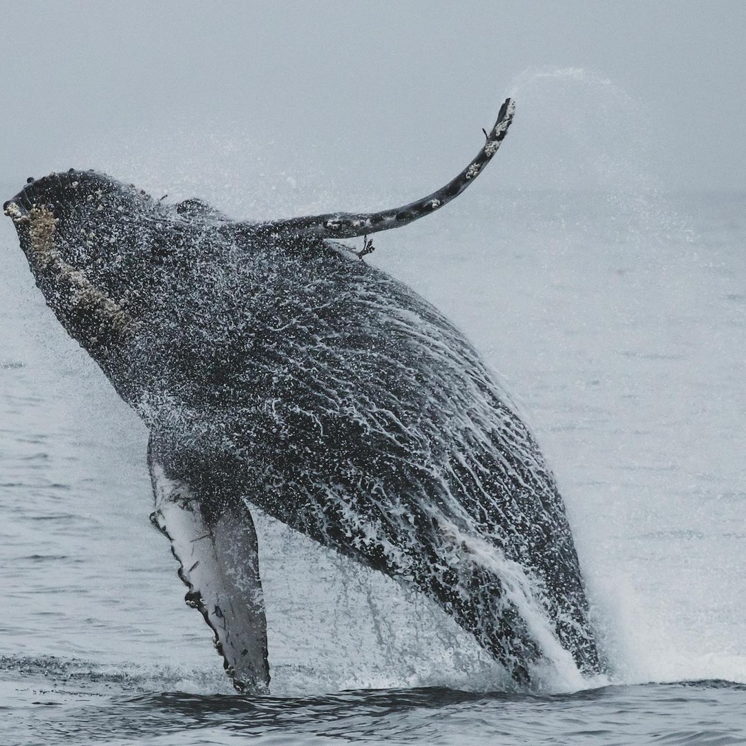Certaines baleines à bosse parcourent plus de 8 000 km lors de leur migration annuelle.