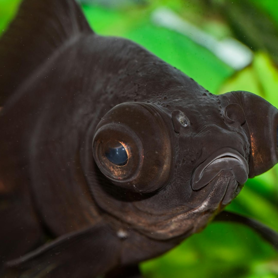 De nombreux poissons ne possèdent pas de paupières et ne peuvent donc pas fermer les yeux pour dormir.