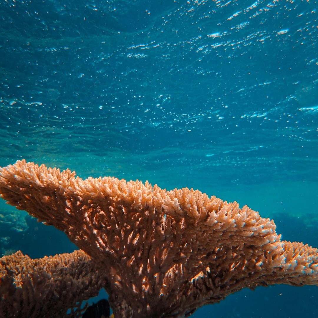 Les récifs coralliens produisent des sons complexes qui attirent les jeunes poissons.