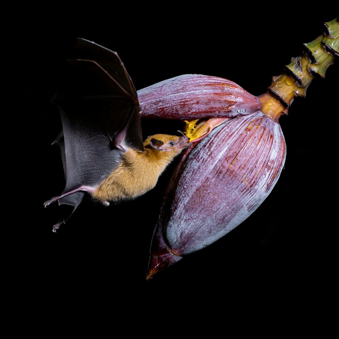 Certaines bananes sauvages dépendent des chauves-souris pour leur pollinisation.