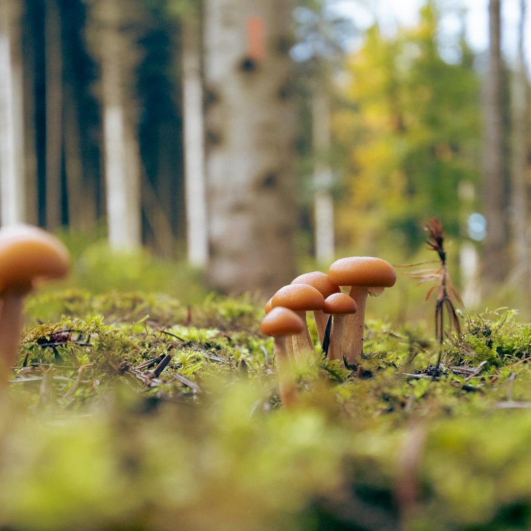 Le plus grand organisme vivant connu sur Terre est un réseau souterrain de mycélium de champignons.