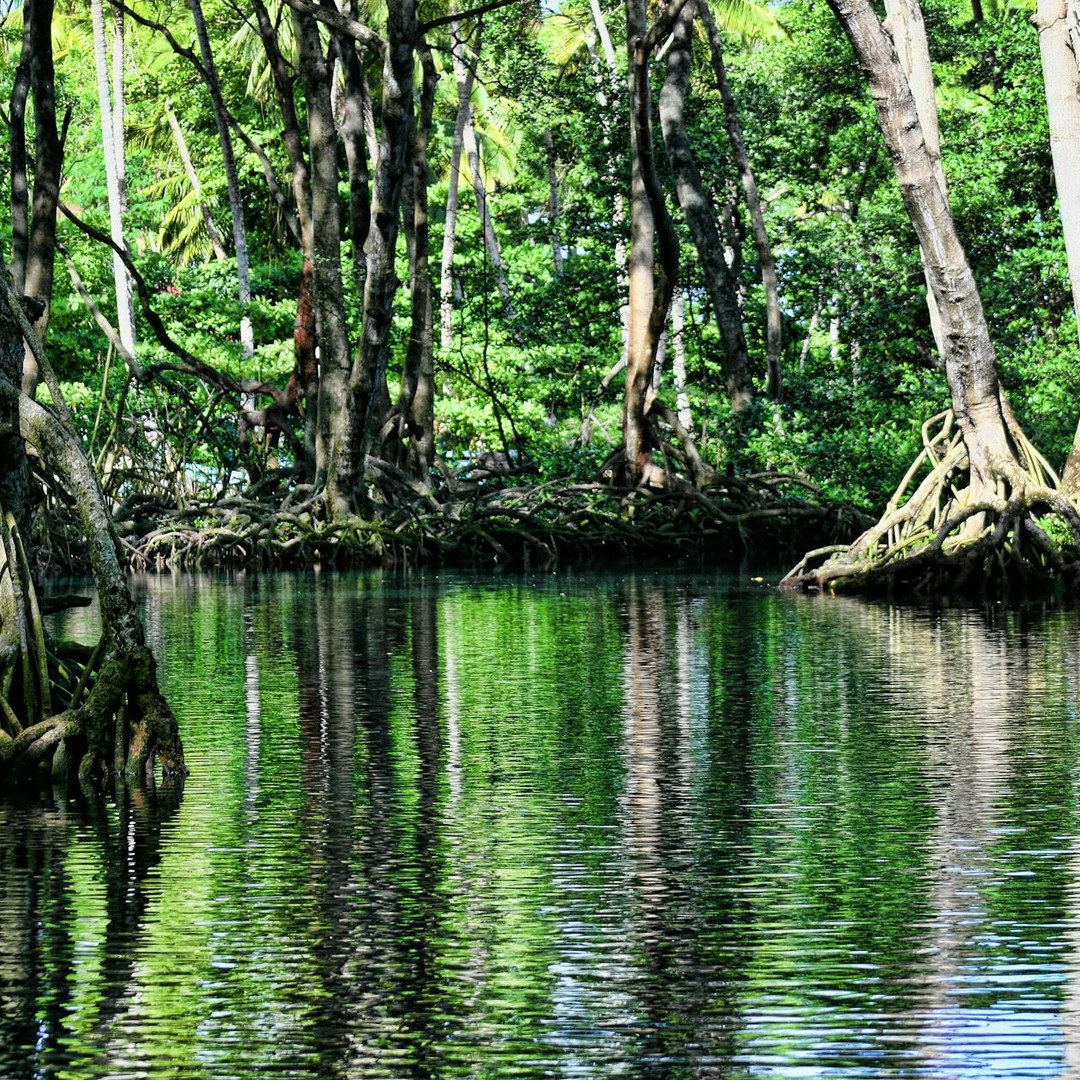 Les mangroves sont les seuls arbres capables de vivre dans l'eau salée en la filtrant.