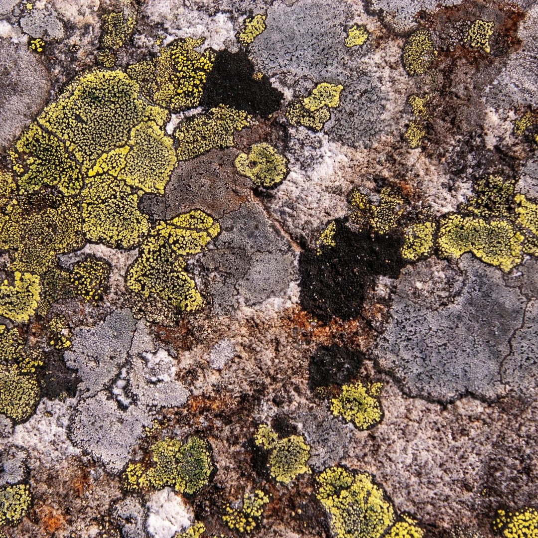 Les lichens peuvent survivre à une exposition directe au vide et aux radiations de l'espace.