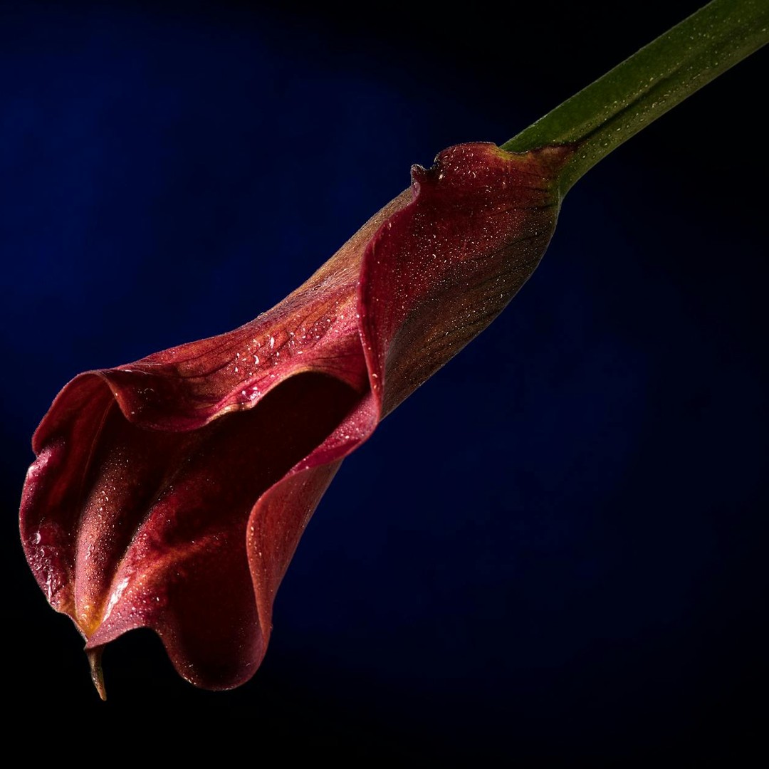 Il existe des plantes capables de produire leur propre chaleur pour attirer les insectes.