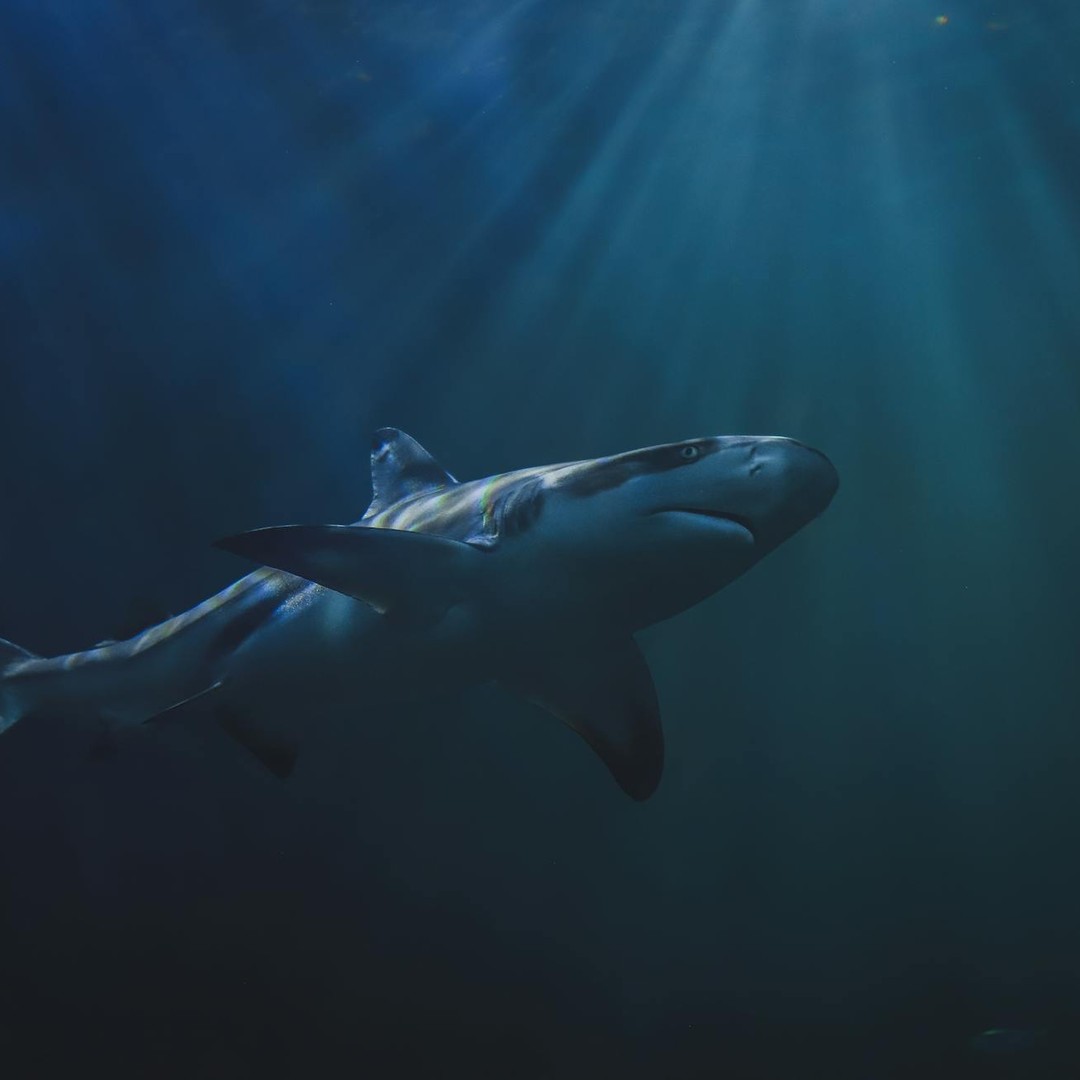 Certaines espèces de requins dorment en nageant car ils doivent maintenir un flux d'eau sur leurs branchies.