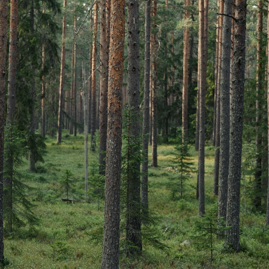 La forêt boréale, ou taïga, est le plus grand biome terrestre au monde.