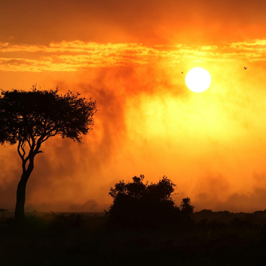 Les savanes sont des prairies tropicales parsemées d'arbres isolés, comme le baobab ou l'acacia.