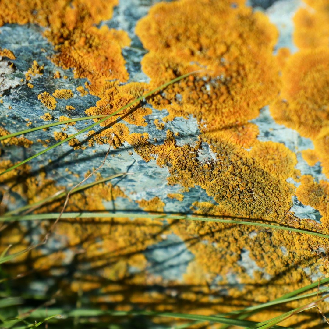 Le lichen est une symbiose parfaite entre un champignon et une algue.