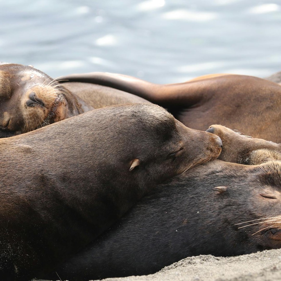 Les otaries peuvent dormir en nageant grâce au sommeil uni-hémisphérique.