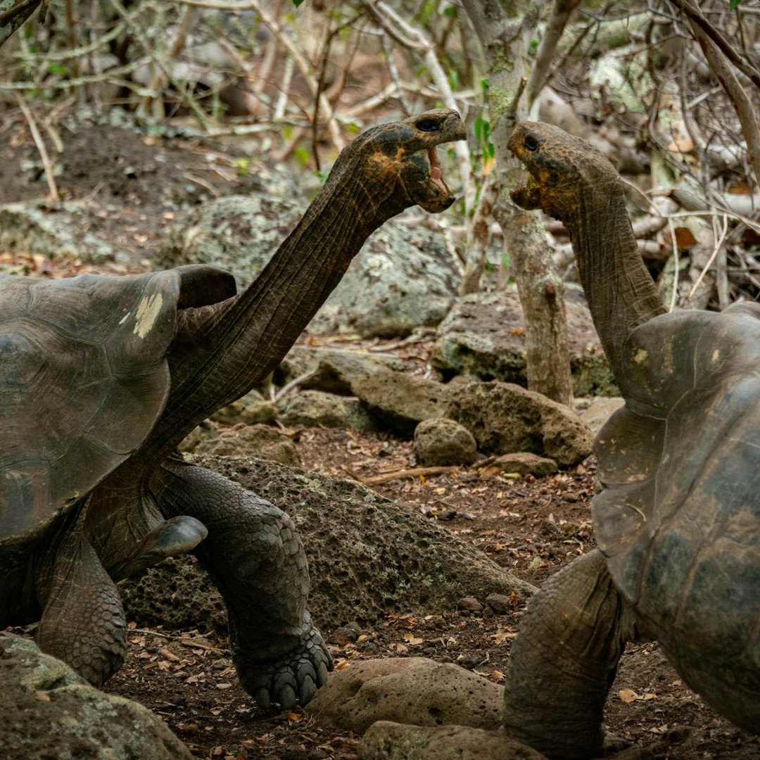 Les îles Galápagos possèdent une biodiversité unique au monde qui a inspiré la théorie de l'évolution de Darwin.