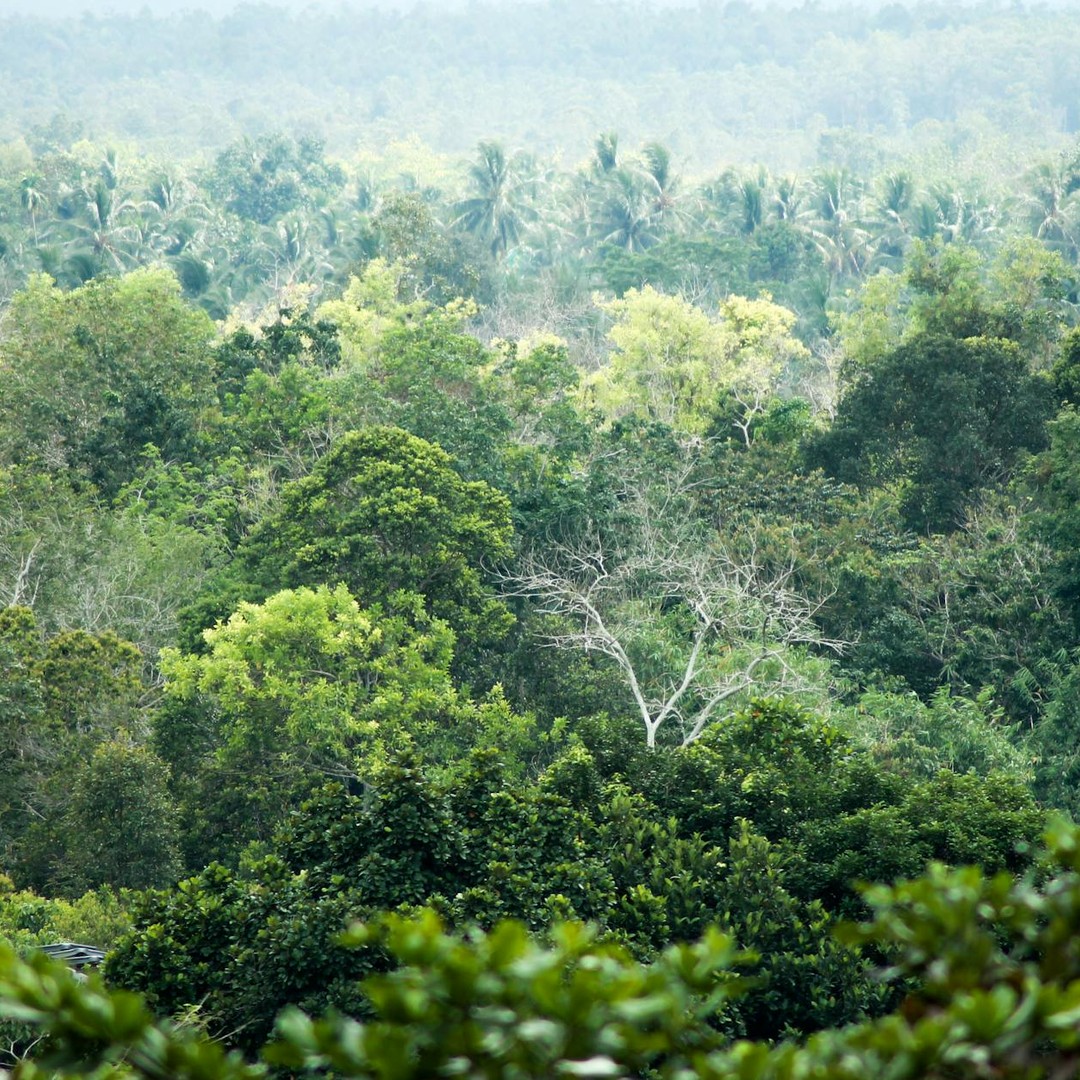 Bornéo est la troisième plus grande île du monde et l'une des plus riches en biodiversité forestière.