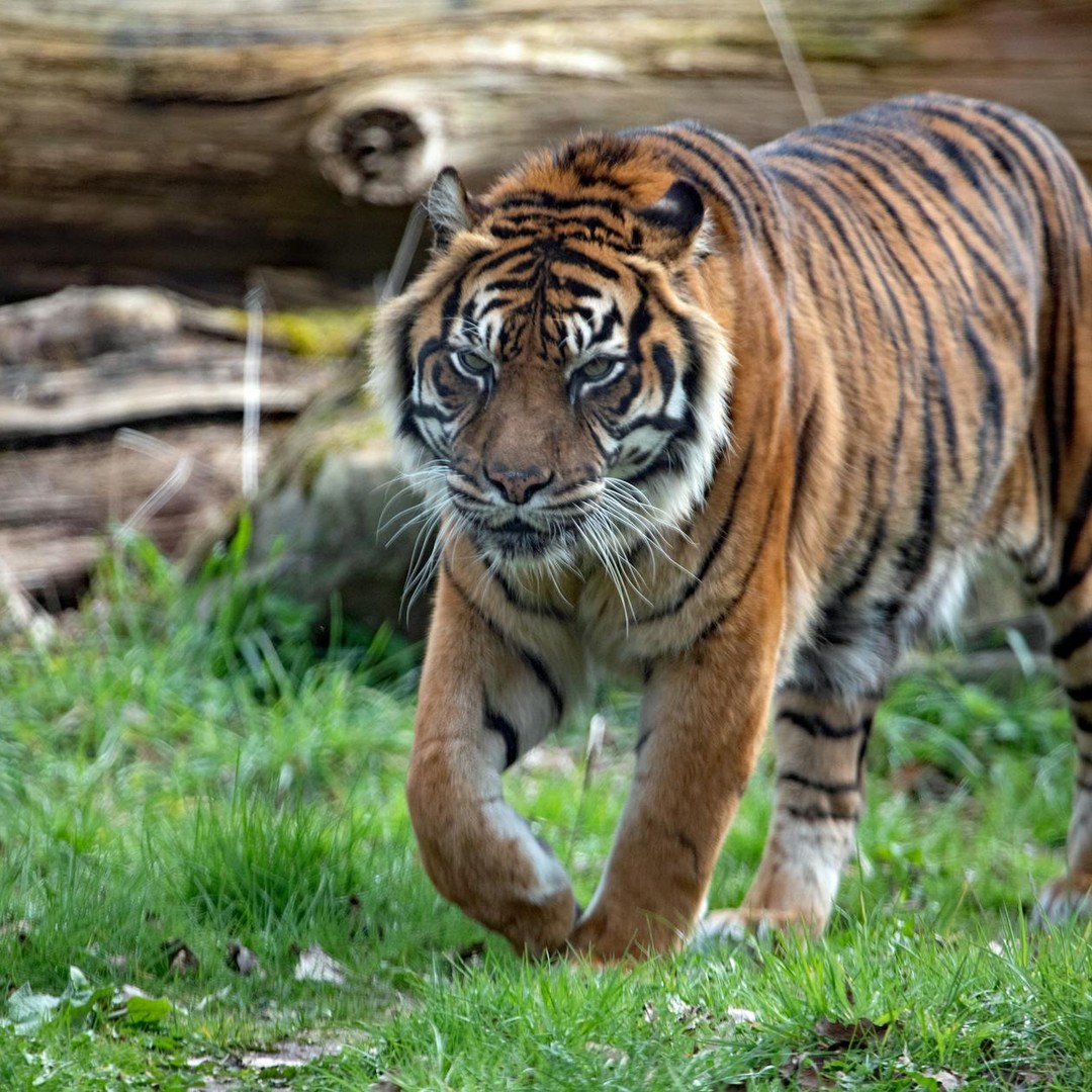 L'île de Sumatra en Indonésie est le seul endroit au monde où vivent ensemble tigres, rhinocéros et orangs-outans.