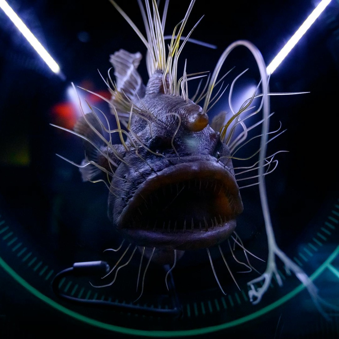 Les noirs profonds de l'océan abritent des créatures aux dents transparentes.