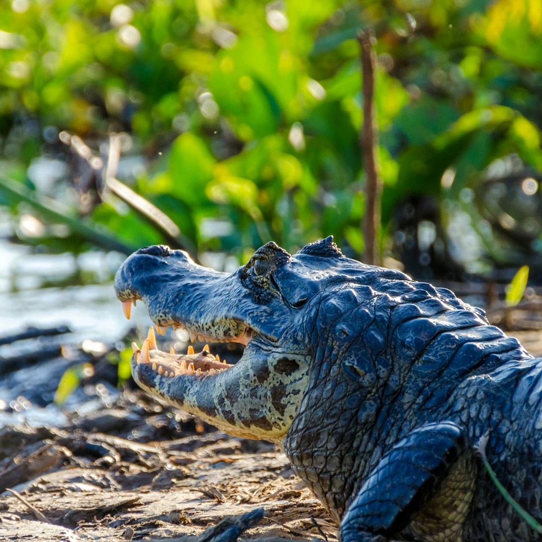 Le Pantanal, situé principalement au Brésil, est la plus grande zone humide tropicale au monde.