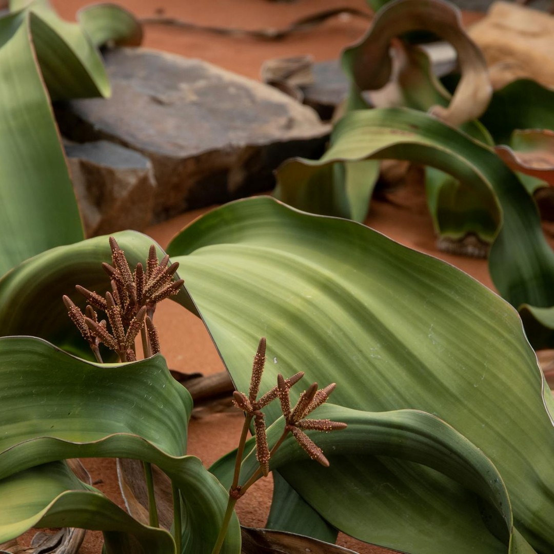 La plante Welwitschia mirabilis peut vivre plus de 1 000 ans dans le désert de Namibie avec seulement deux feuilles.