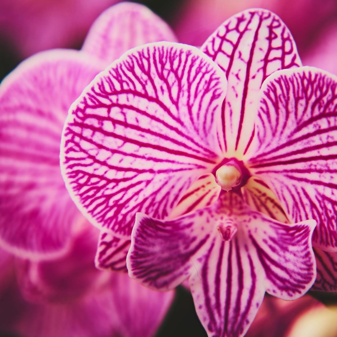 Certaines orchidées imitent l'apparence et l'odeur d'insectes femelles pour attirer les pollinisateurs mâles.