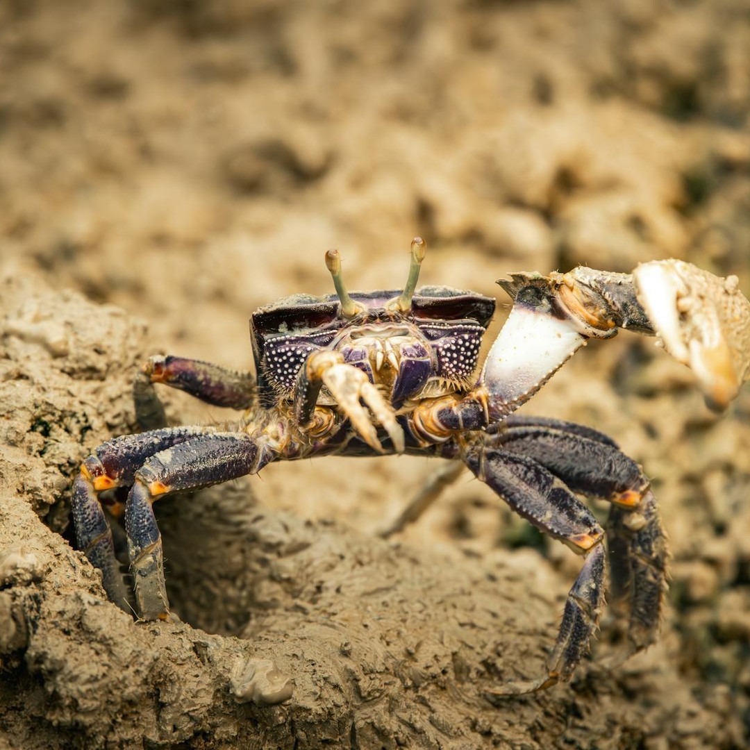 Les crabes violonistes battent le sol pour attirer les femelles.
