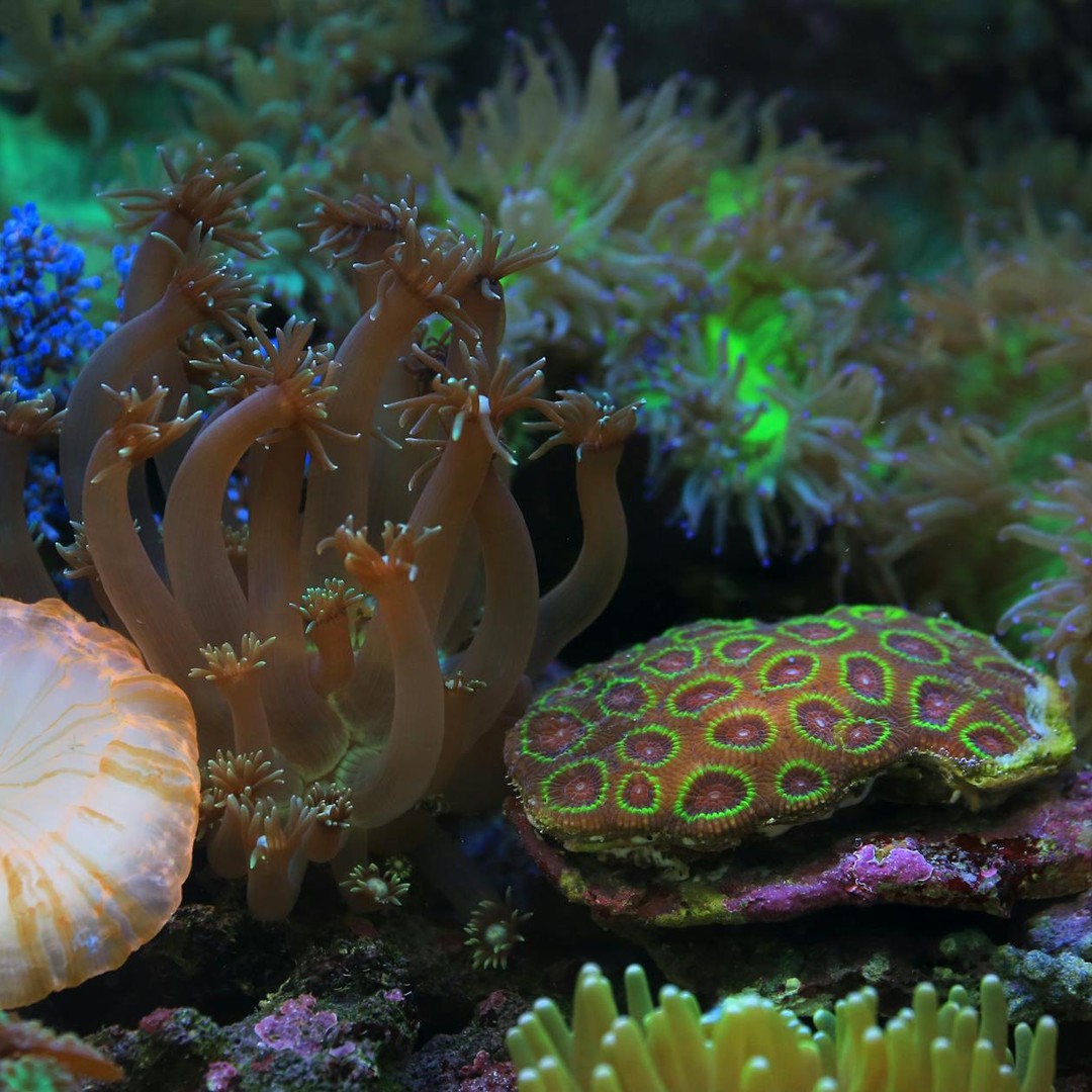 Certaines espèces de coraux profonds peuvent vivre plus de 4 000 ans.