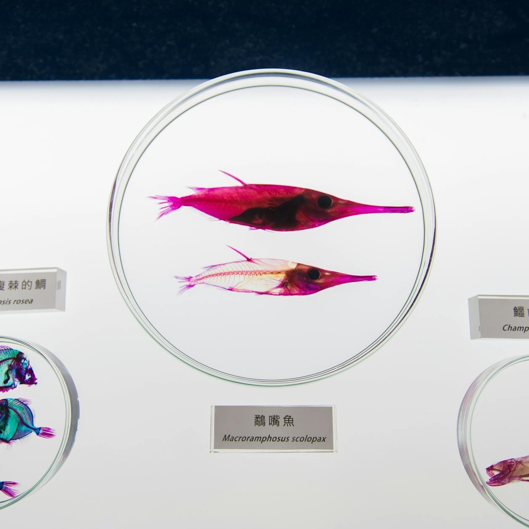 Le poisson des glaces peut avoir un sang presque transparent car il ne contient pas d'hémoglobine.