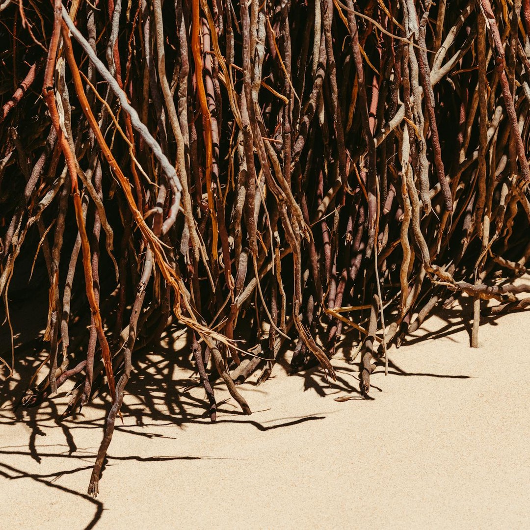 Les mangroves stockent beaucoup de carbone dans leurs sols noyés, parfois plus que des forêts terrestres.