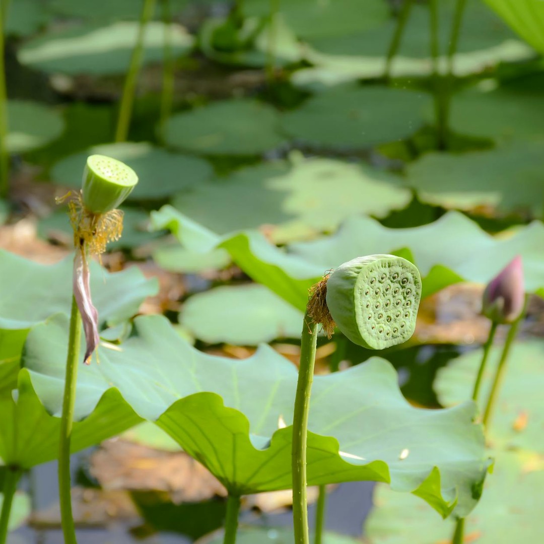 Des graines de lotus ont germé après avoir dormi plus d'un millénaire dans des sédiments.