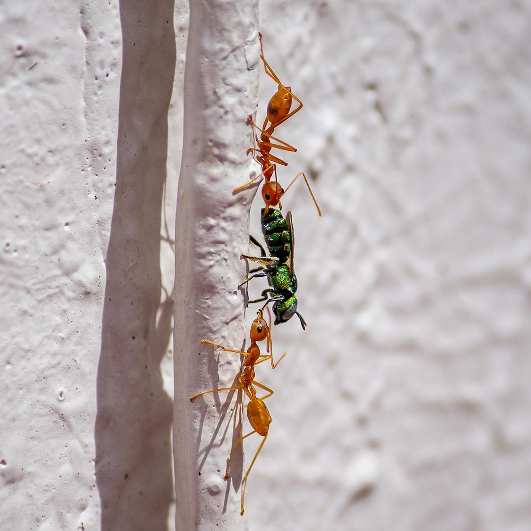 Les fourmis déplacent ensemble des charges énormes à leur échelle.