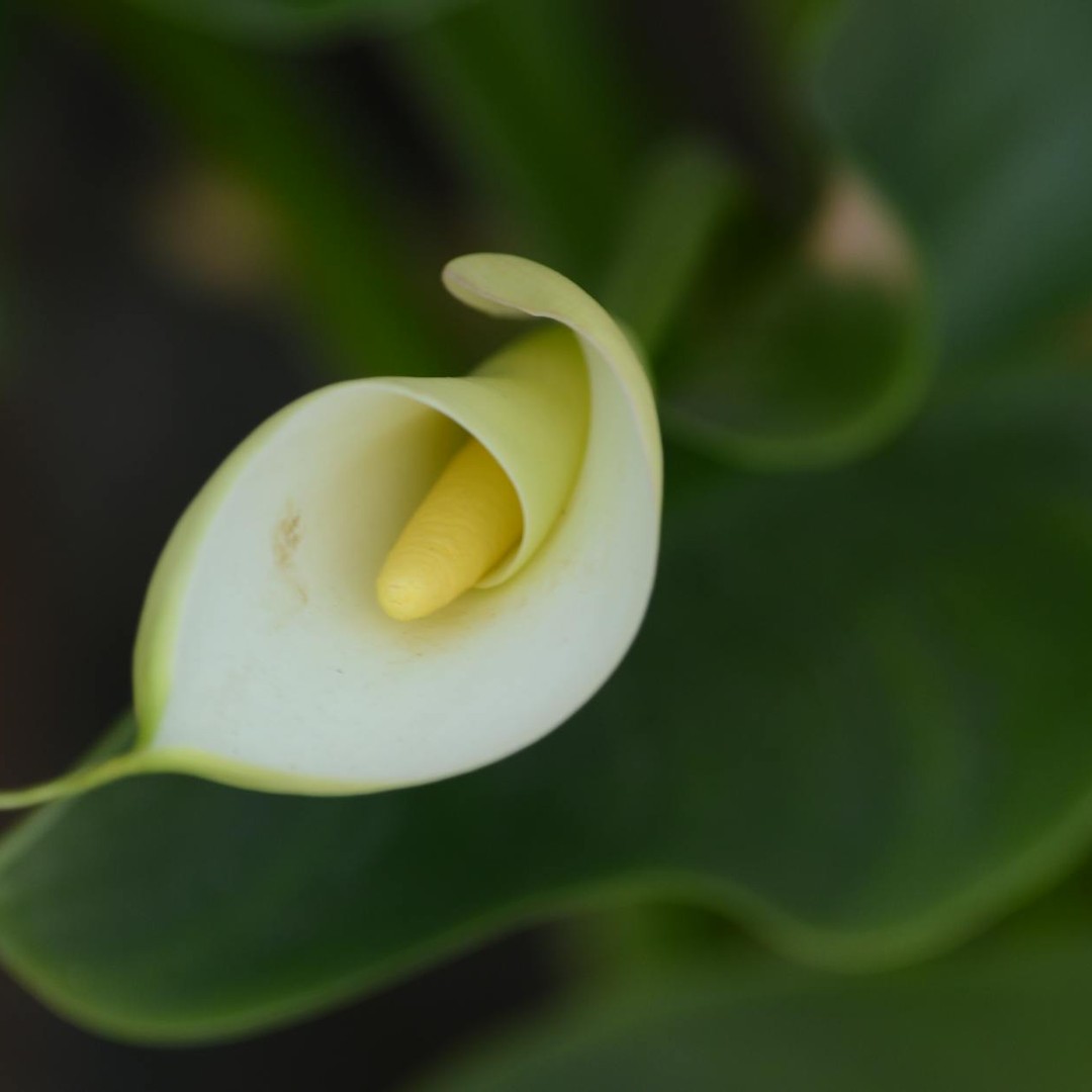 L'arum titan chauffe sa fleur géante pour diffuser une odeur de charogne plus loin.