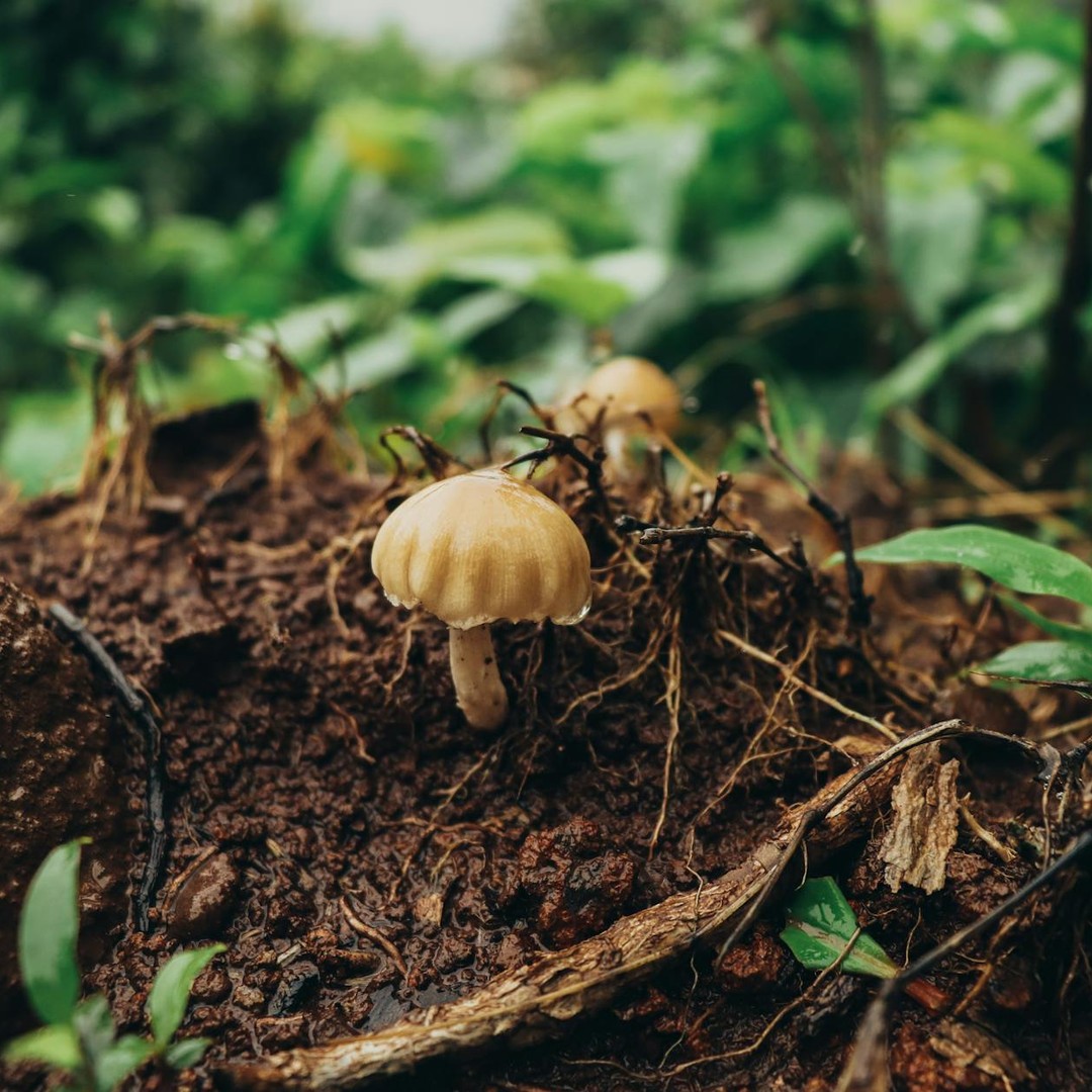Les mycorhizes relient racines et champignons dans un réseau d'échanges souterrain.
