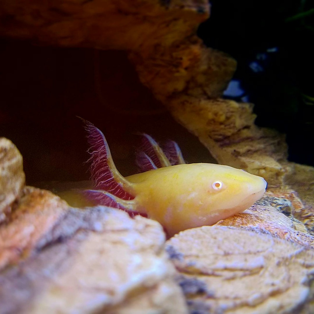 L'axolotl peut régénérer des membres, une partie de son coeur et même des tissus nerveux.