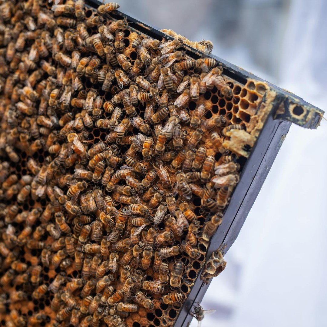 Les abeilles indiquent une source de nourriture avec une danse en huit qui encode direction et distance.