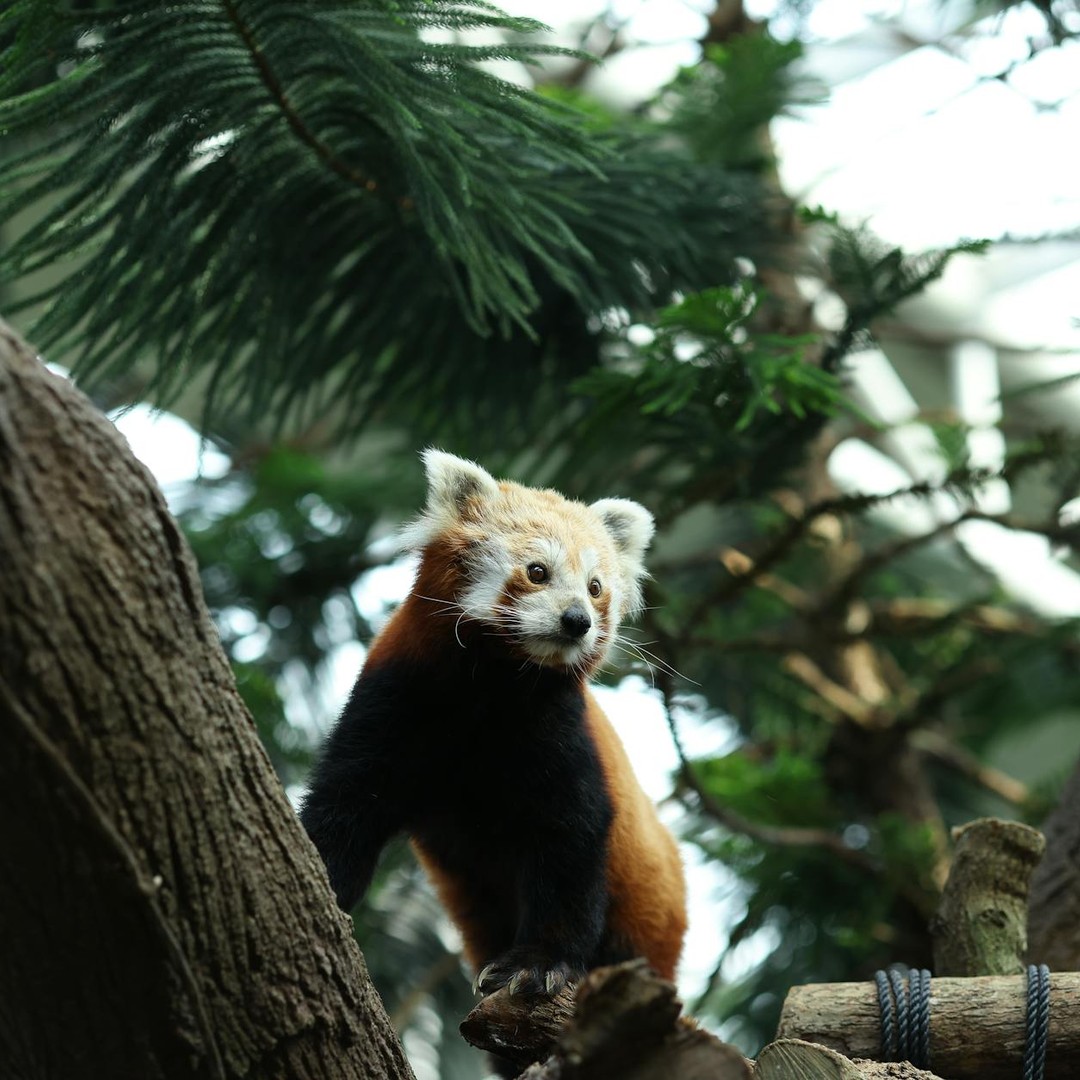 Les pandas roux ne sont pas apparentés aux pandas géants.